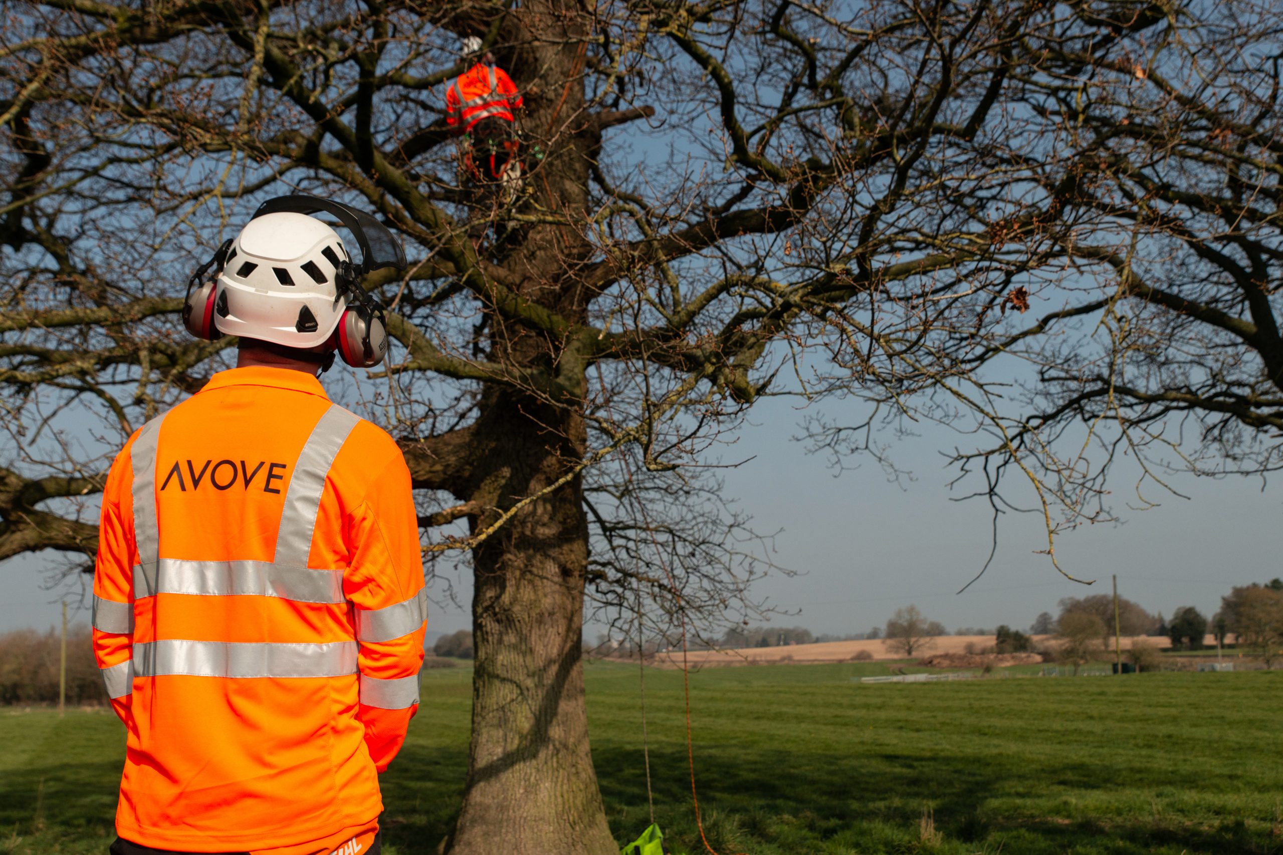 vegetation management at Avove